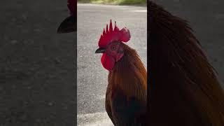 Begging Rooster  Big Pine Key Florida TESLA SuperCharger [upl. by Fezoj]