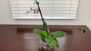 How To Make Orchids To Have New Babaies Roots Leaves and Bloom In 55 Days [upl. by Isma]