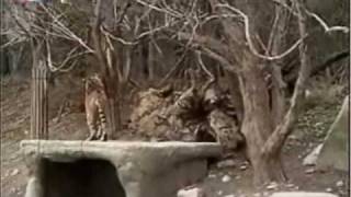 Tiger and tigress vs LIONS who is the coward Part 1 enjoy [upl. by Nodmac777]