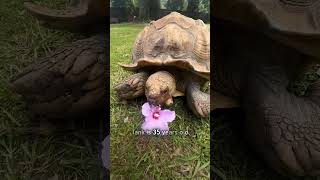 Tortoise follows her pig friend [upl. by Pete740]