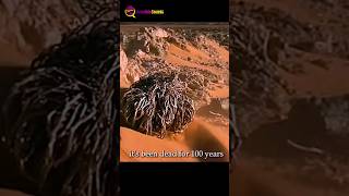 Dead Alive Plant in desert amazingfacts shorts [upl. by Aryad]