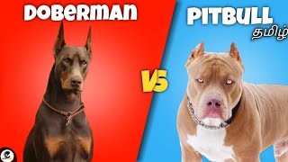 Doberman Vs American pitbull terrier  guarding  powerful  funny😂 [upl. by Ettennig]