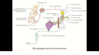 OTIC GANGLION [upl. by Lecia236]