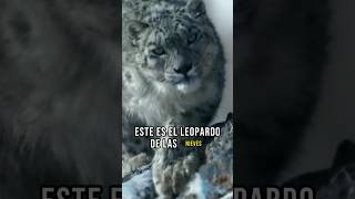 Leopardo de las nieves y su caza increible shorts animalesfantasticos leopardo cazador [upl. by Ttegirb]