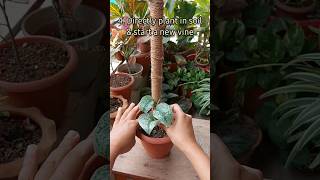 Plant Care  Saving A Dying Scindapsus Exotica [upl. by Caitlin]