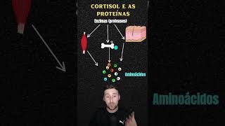 CORTISOL E AS PROTEÍNAS  COMO O CORTISOL ATUA NO METABOLISMO PROTEICO  education biology [upl. by Berkley]