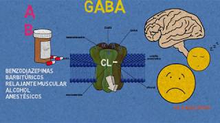 Receptores GABA Benzodiazepinas barbitúrcos y anestésicos [upl. by Ardnasal782]