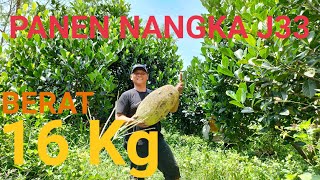 NANGKA MADU J33 UKURANNYA SANGAT JUMBO bolangagromalang nangkamadu tekamyellow Jackfruit [upl. by Ezitram]