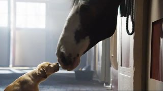 Secrets of the Super Bowl Budweiser Puppy Commercial [upl. by Afira]