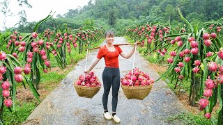 Harvesting A Lot Of Dragon Fruit Goes To Market Sell  Farm Life  Phuong Free Bushcraft [upl. by Amalberga]