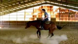 cavallo quarter horses reining without reins [upl. by Sparks]