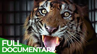 The Sumatran Tiger  The Last of Their Kind  Free Documentary Nature [upl. by Deanna818]