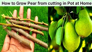 How To Grow An Pear trees from Stem [upl. by Sewellyn]