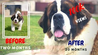 Saint bernard puppy growing up  2 to 20 months [upl. by Matias]