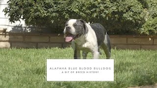 BULLDOG ALAPAHA BLUE BLOOD THE OLD SOUTHERN FARM DOG [upl. by Docila]