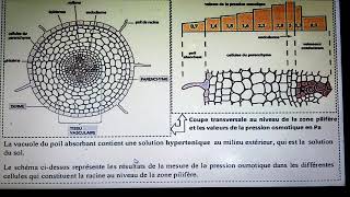 تتمت تمارين mécanismes dabsorption de l eau et les sels minéraux [upl. by Anes]