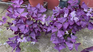 Update of my oxalis triangularis plant [upl. by Allesor]