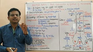 Adrenergic System Part 01  Basic Introduction and Synthesis of Norepinephrine  Noradrenaline [upl. by Blaise]