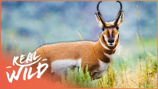 The Remarkable Pronghorn Antelope Of North America  Wild America [upl. by Inavoig]