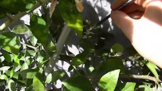 Pollinating Citrus By Hand A Quick Key Lime Pollination Demonstration [upl. by Evilo]