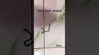 smallest snake smallestsnake 🐍 srilanka 🐍 [upl. by Publia]