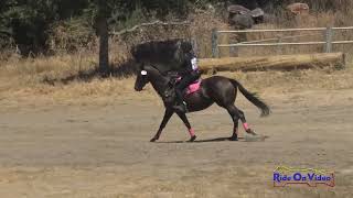 108XC Nichole Darneal on It Had to be You SR Novice Cross Country Woodside August 2024 [upl. by Vaclava]