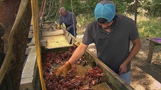 Texas Crawfish Farm Texas Country Reporter [upl. by Megan]