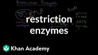 Restriction enzymes [upl. by Niassuh]