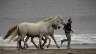 Horses at Liberty [upl. by Lemaceon]