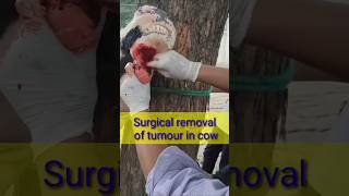 Surgical removal of tumour in cow Dr alok vet club [upl. by Ellerahs]