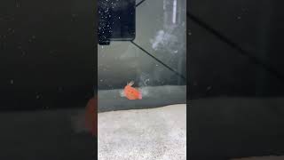 Feeding my baby potato puffer a red wriggler for the first time [upl. by Esenahs]