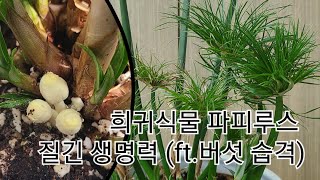 희귀식물 파피루스Cyperus papyrus키우기 버섯습격까지 [upl. by Penni]