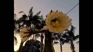 Cereus Cactus Night Booming Flowers Time Lapse [upl. by Enohsal]