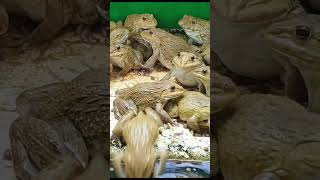 Master Frog Care in Just 5 Minutes a Day 1 [upl. by Aciraj145]