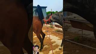 horse equestrian horselover horseriding animals funny remixart comedyfilms entertainment [upl. by Aytida]