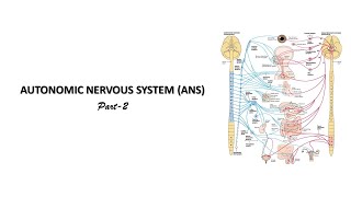 Sympathetic nervous system Prof Dr Md Ashfaqur Rahman [upl. by Labannah]