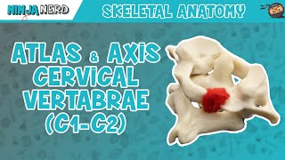 Atlas amp Axis Cervical Vertebrae C1C2 Anatomy [upl. by Lyrac]