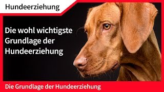 Hundeerziehung ► Die wohl wichtigste Grundlage der Hundeerziehung [upl. by Brigid]