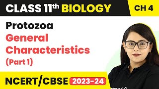 Protozoa General Characteristics Part 1  Animal Kingdom  Class 11 Biology Chapter 4 NCERTCBSE [upl. by Nerrual]