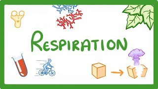 GCSE Biology  Respiration 21 [upl. by Sinned]