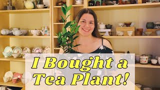 Growing Tea Plants  My Experience and Tips [upl. by Ahsinnod]