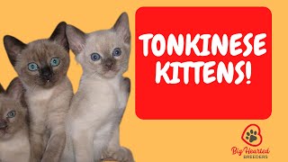 Tonkinese Cat  Tonkinese Kittens Learn Tonkinese cat colors and the Tonkinese cat personality [upl. by Quiteris]