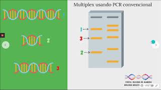 Aula sobre PCR multiplex [upl. by Onairda]