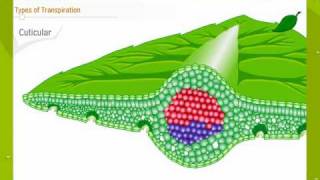 Transpiration In Plants [upl. by Ainak]