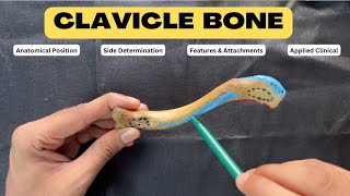 Clavicle  Upper Limb Bone Anatomy First Year MBBS  Anatomy lectures by Ashish [upl. by Rehtaef369]