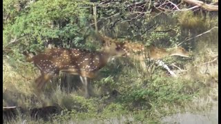 BEAUTIFUL Axis Buck Rutting In Lanai Hawaii V429 [upl. by Naruq806]