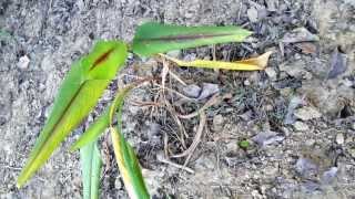 Curcuma Caesia Rhizomes [upl. by Brick410]