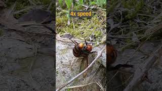 Using CO2 to Temporarily Immobilize a Giant Hornet Queen [upl. by German]