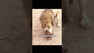 Lion and puppy friendship shortvideo dog cute lion [upl. by Novick]