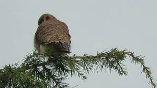 011924 O American Kestrel Kent Wa 6842159 [upl. by Bail]